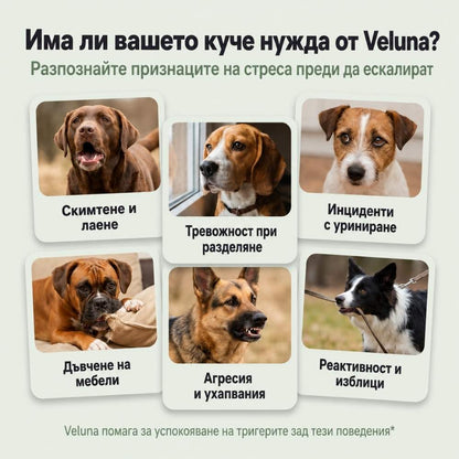 Veluna Феромонов дифузер за кучета