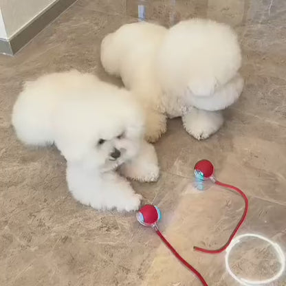 Интелигентна и интерактивна топка за вашето куче – зарежда се през USB